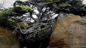 'It's the tree everyone roots for:' Washington's 'Tree of Life' clings to survival against all odds